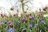 Common fritillaries and glories of the snow in a park