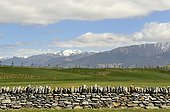 Mur en pierres sèches délimitant un pré en Nouvelle-Zélande