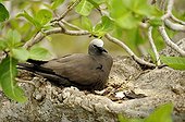 Brown Noddy on its nest on Rodrigues island