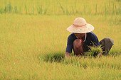Planting Rice in the vicinity of Lake Inle Myanmar 