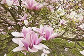 Magnolia 'Heaven Scent' in bloom in a garden