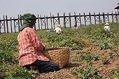 Burmese picking up peanuts in a bamboo basket 