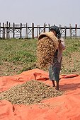 Woman emptying a basket of peanuts in a tarpaulin Burma