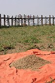 Peanut harvest on a tarpaulin Burma