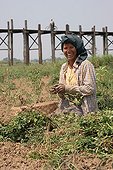 Woman with knee picking up peanuts in Burma