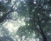Canopy of hardwoods in the mist Doubs Valley France