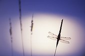 Dragonfly on the lunar sky in Doubs Valley France 