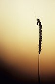 Grasshopper at sunset in the valley of the Doubs France