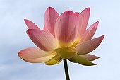 Sacred Lotus flower France