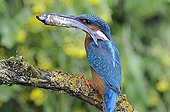 Common Kingfisher with captured minnow France 