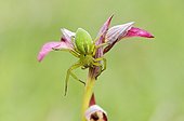 Spider on a Tongued serapias at spring France