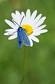 Zygène Turquoise sur une fleur de Marguerite France