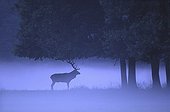Cerf élaphe sous les arbres dans la brume vespérale France