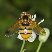 Hoverfly (Volucella inanis)