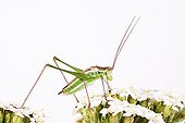 Speckled Bush-Cricket (Leptophyes punctatissima), male