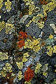 Crypto-endolithic lichens on granite Pyrenees Spain 
