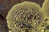 Lichen Lecanora concolor on slate Pyrenees Spain 
