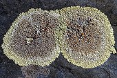 Lichen Lecanora muralis on slate Pyrenees Spain  ; Lichen crypto-endolithic (living under rocks), building materials, tiles .... Nitrophilous. Quite resistant to pollution. 