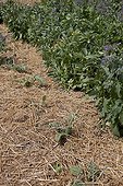 Straw over borage and vegetables in a kitchen garden