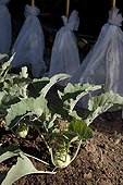 Kohlrabis and eggplants under fleece plant protection