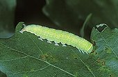 Bena prasinana moth (Bena prasinana), caterpillar