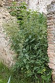 Stinging nettle growing in the ruins of a wall