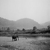 Eléphant d'Asie allant vers une rivière pour se baigner Asie