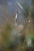 Azure elegant in a bog in autumn France