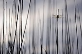 Dragonfly four spots placed on a reed France