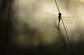 Dragonfly at dawn in France