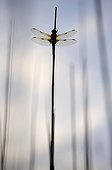 Four spotted skimmer placed on a reed France