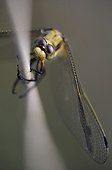 Portrait of a black-tail skimmer at spring France