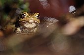 Protrait a common toad in the spring France 
