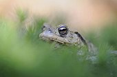 Protrait a common toad in the spring France 