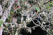 Resplendent quetzal on a branch Costa Rica