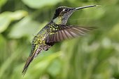 Hummingbird hovering Costa Rica