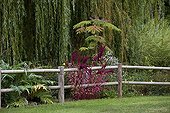 Weeping willow and barrier Garden Martels France