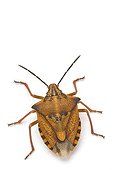 Red Shield Bug on white background