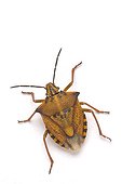 Red Shield Bug on white background