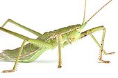 Portrait of Predatory Bush Cricket on white background