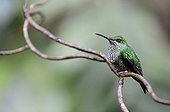 Hummingbird on a branch of Costa Rica