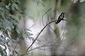 Hummingbird on a branch of Costa Rica