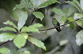 Hummingbird on a branch of Costa Rica