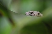 Portrait of a Tree Frog on a leaf in Costa Rica