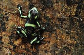 Green poison-arrow frog in the Carara NP Costa Rica