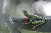 Red-eyed tree frog on a leaf in Costa Rica