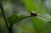 Portrait of a Tree Frog on a leaf in Costa Rica