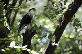Crested Caracara landed on a branch in Costa Rica