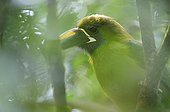 Portrait of a Emerald Toucanet on a branch Costa Rica