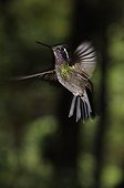 Hummingbird hovering Costa Rica